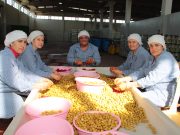Sofralık zeytin ihracatında 200 milyon dolar hedefleniyor