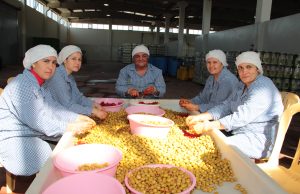Sofralık zeytin ihracatında 200 milyon dolar hedefleniyor