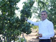 Gölbaşı Belediyesi’nden çiftçiye %75 hibe buğday desteği
